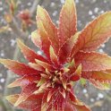 Sambucus racemosa 'Plumosa Aurea' jeune feuille P18 P22